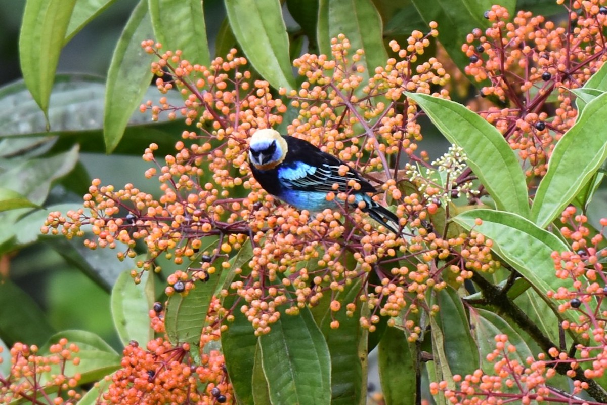 Golden-hooded Tanager - ML643906819
