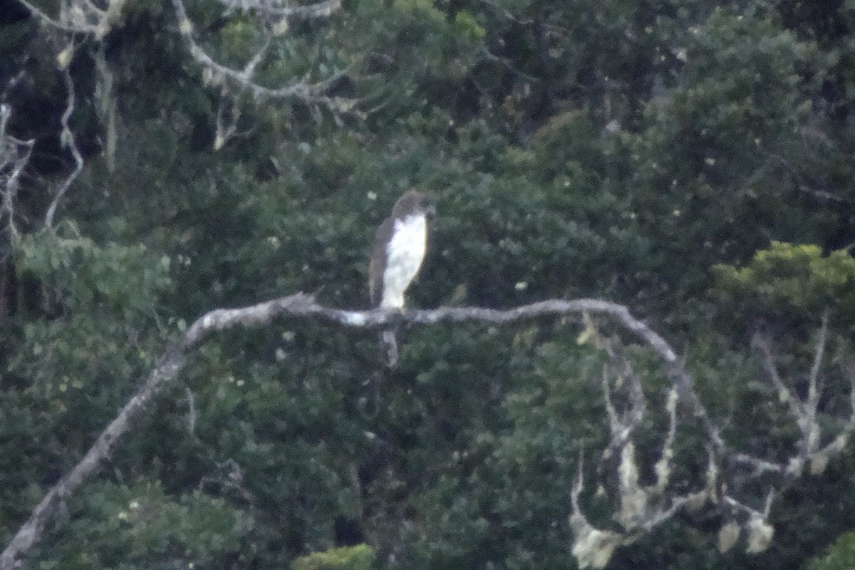 New Guinea Eagle - ML643906821