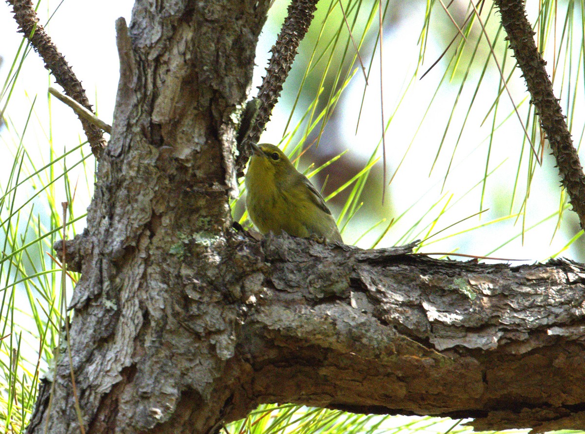 マツアメリカムシクイ - ML643906827