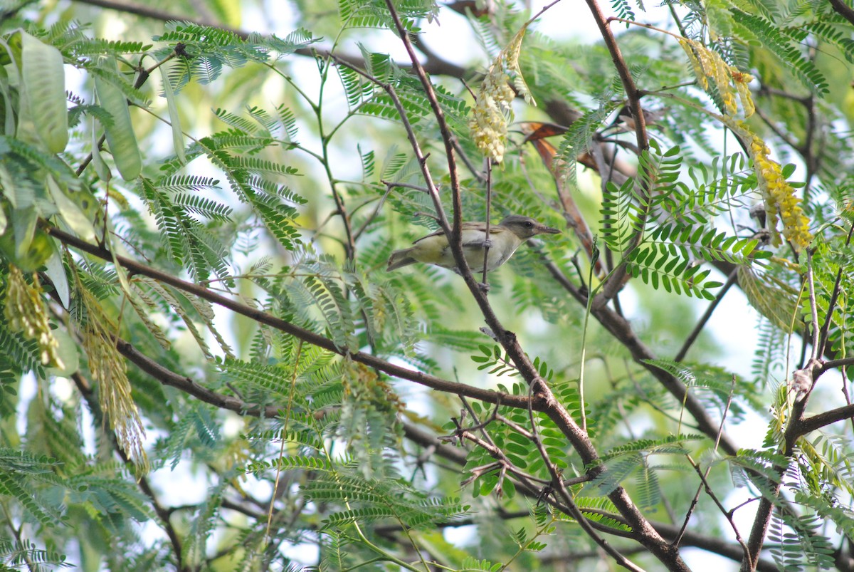 Black-whiskered Vireo - ML643906834