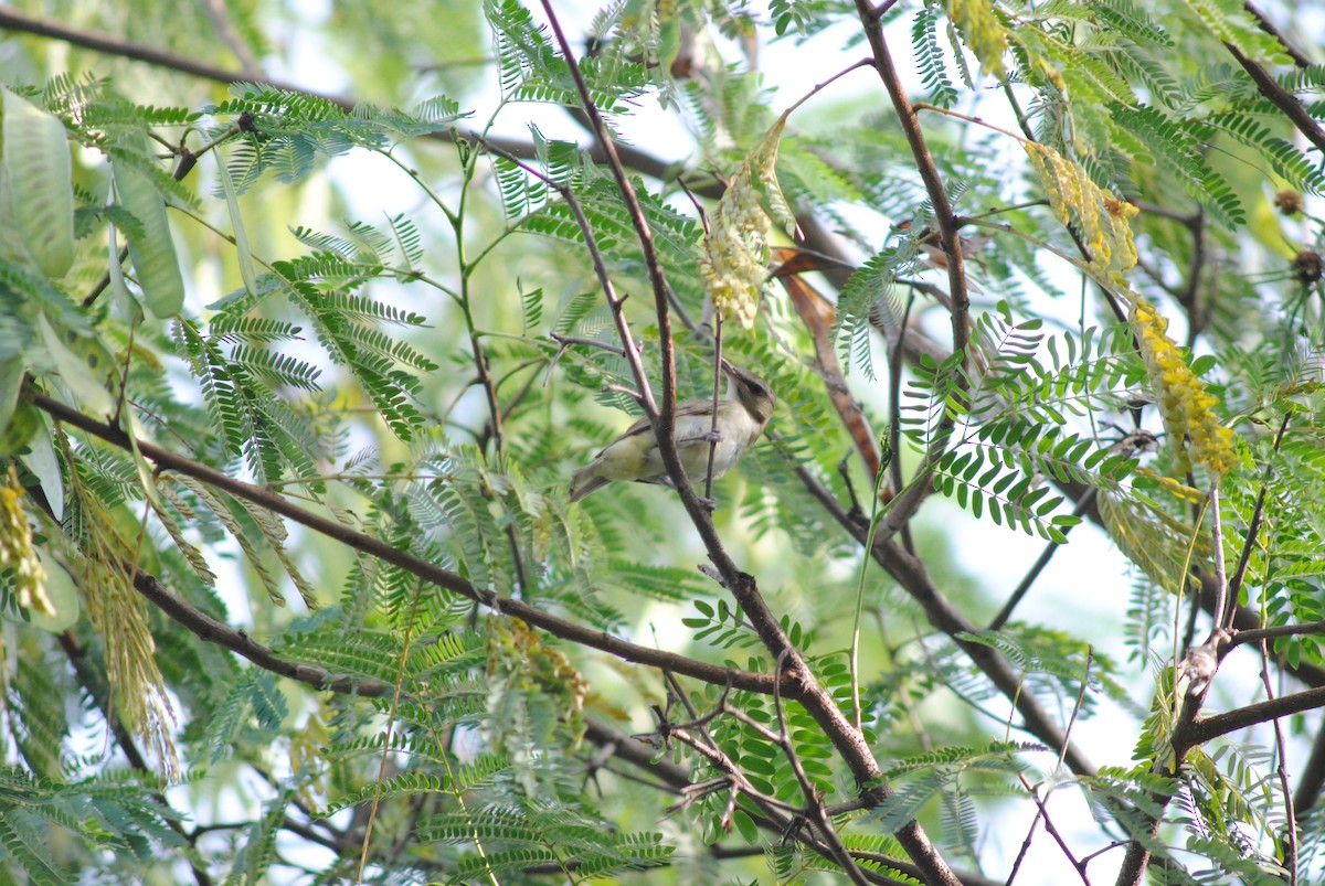Black-whiskered Vireo - ML643906835
