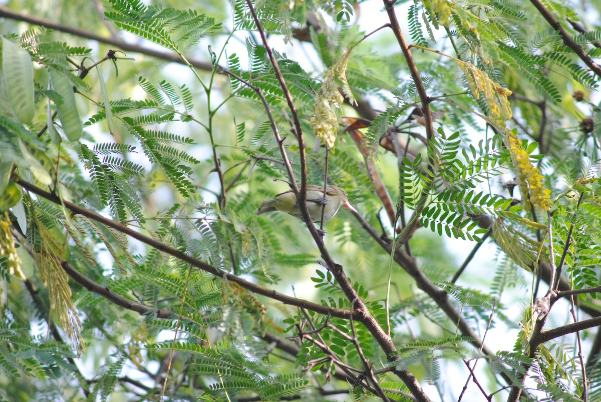 Black-whiskered Vireo - ML643906836