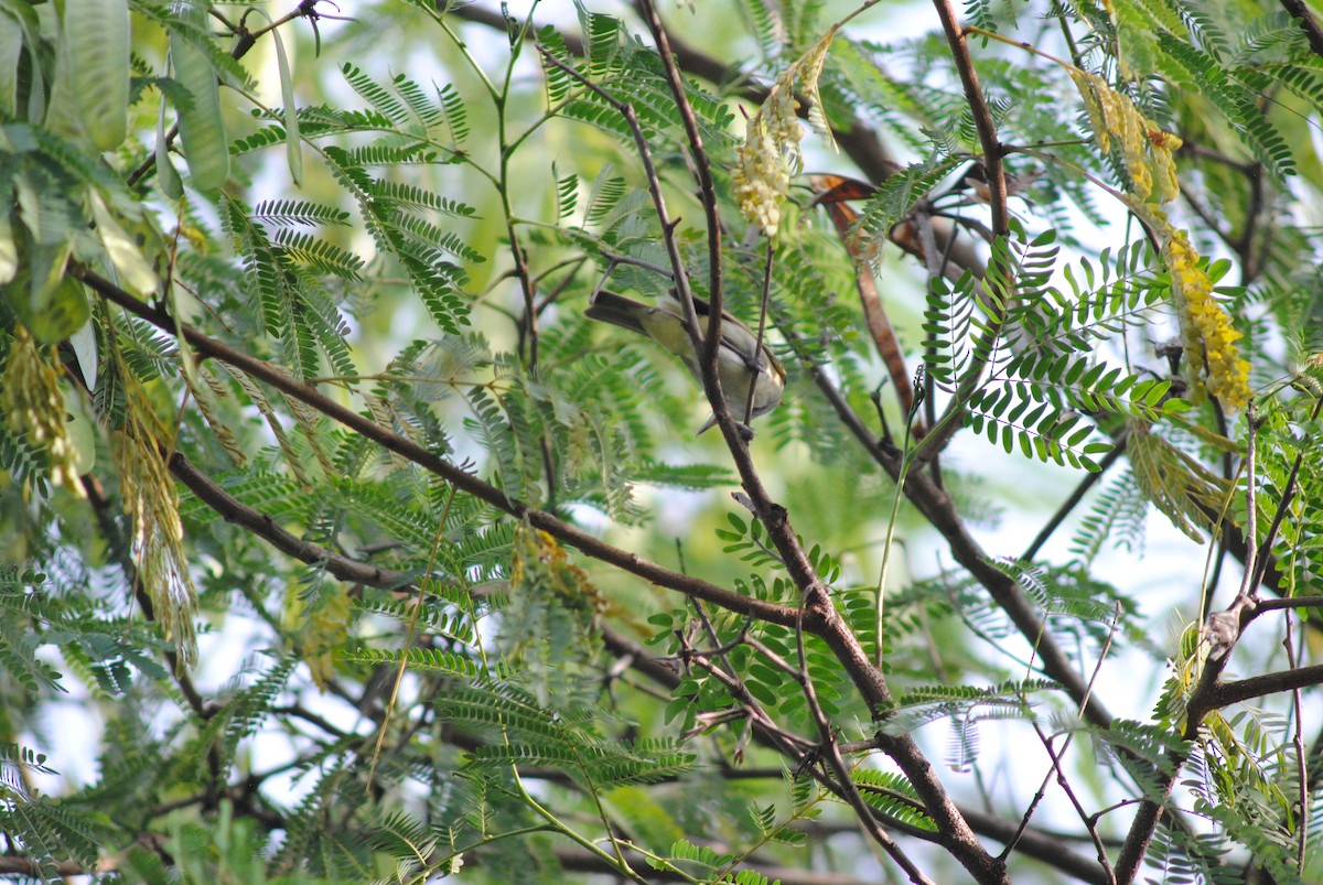 Black-whiskered Vireo - ML643906837