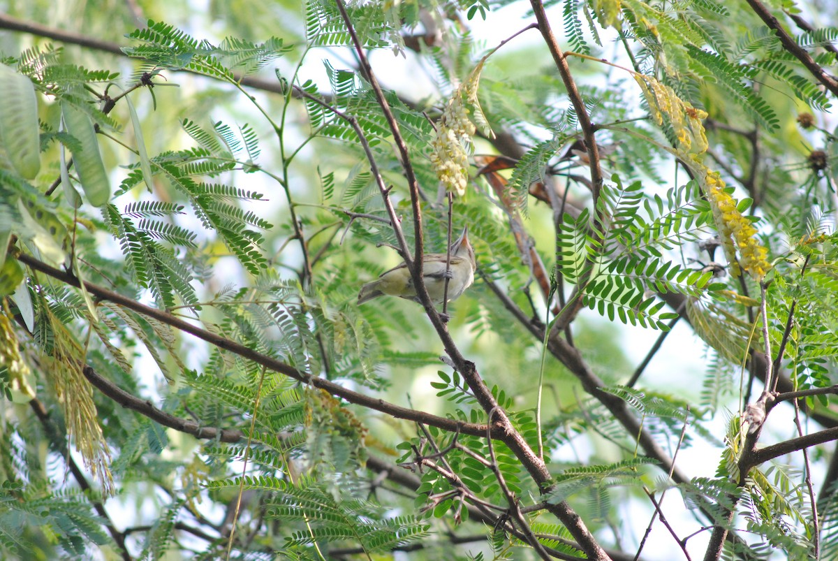 Black-whiskered Vireo - ML643906838