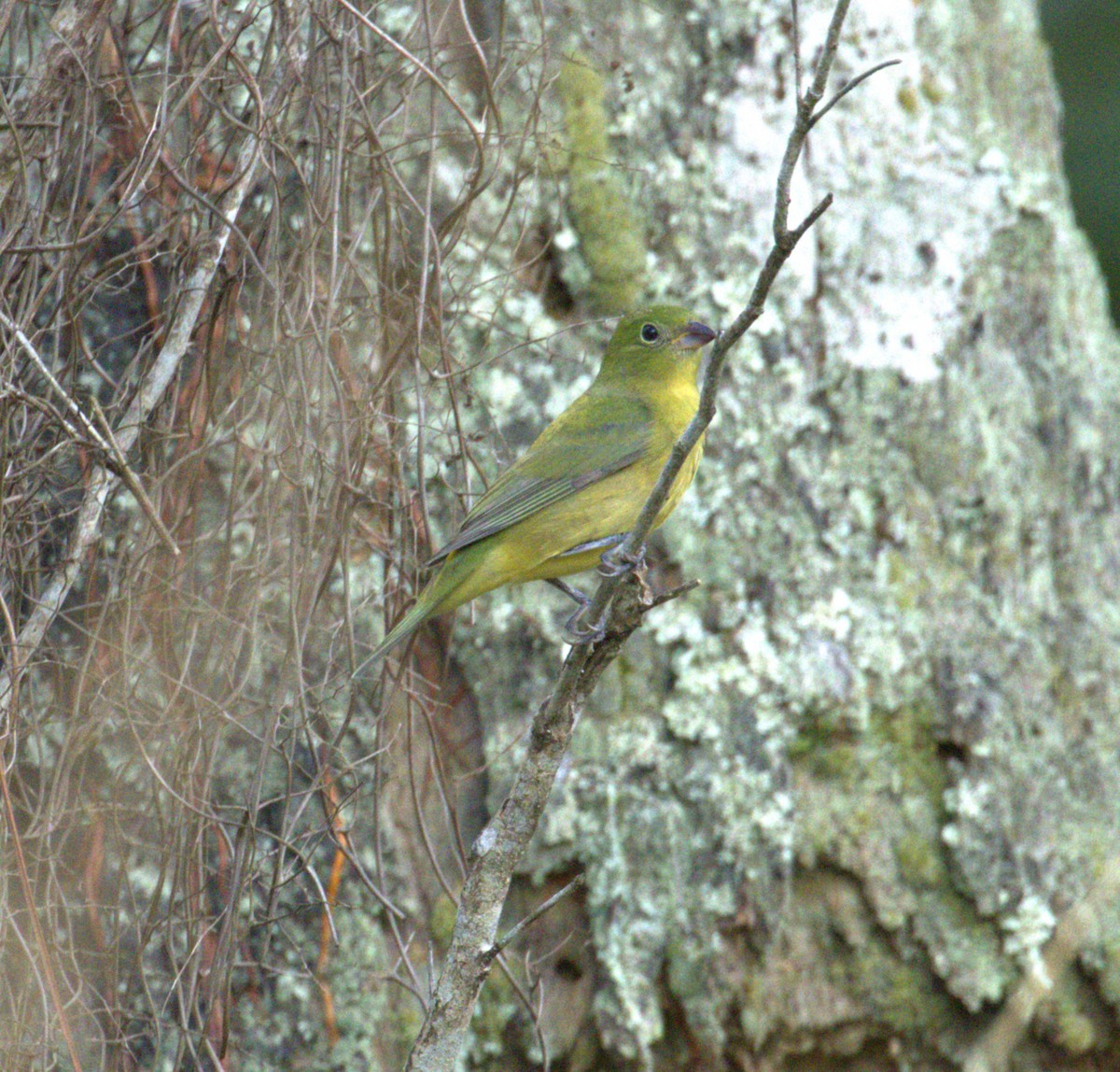 ゴシキノジコ - ML643906853