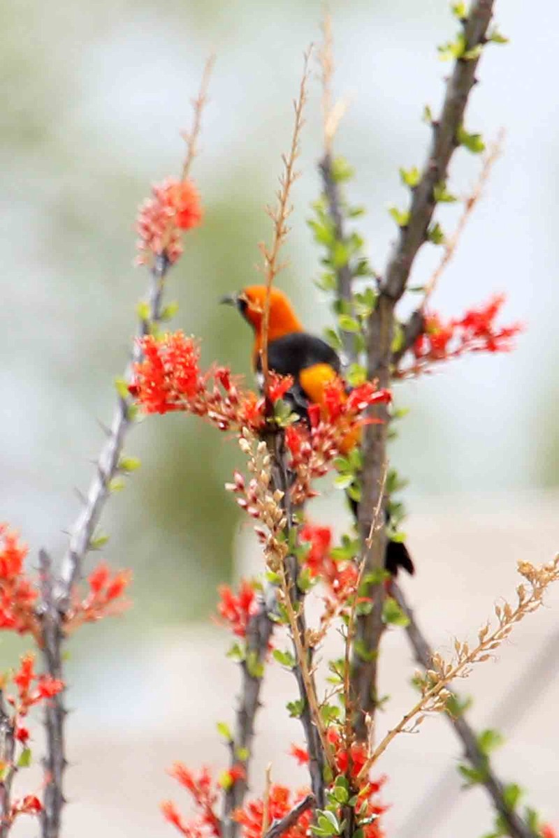 Hooded Oriole - ML643906854