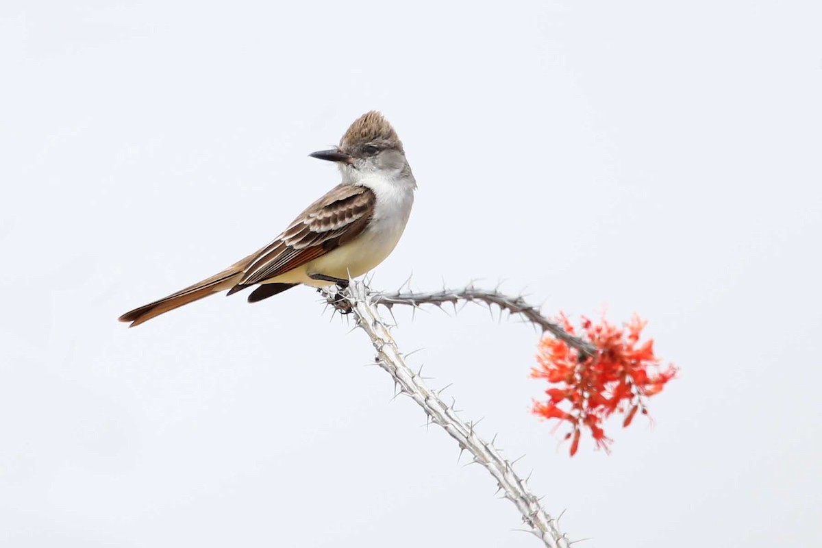 Ash-throated Flycatcher - ML643906857