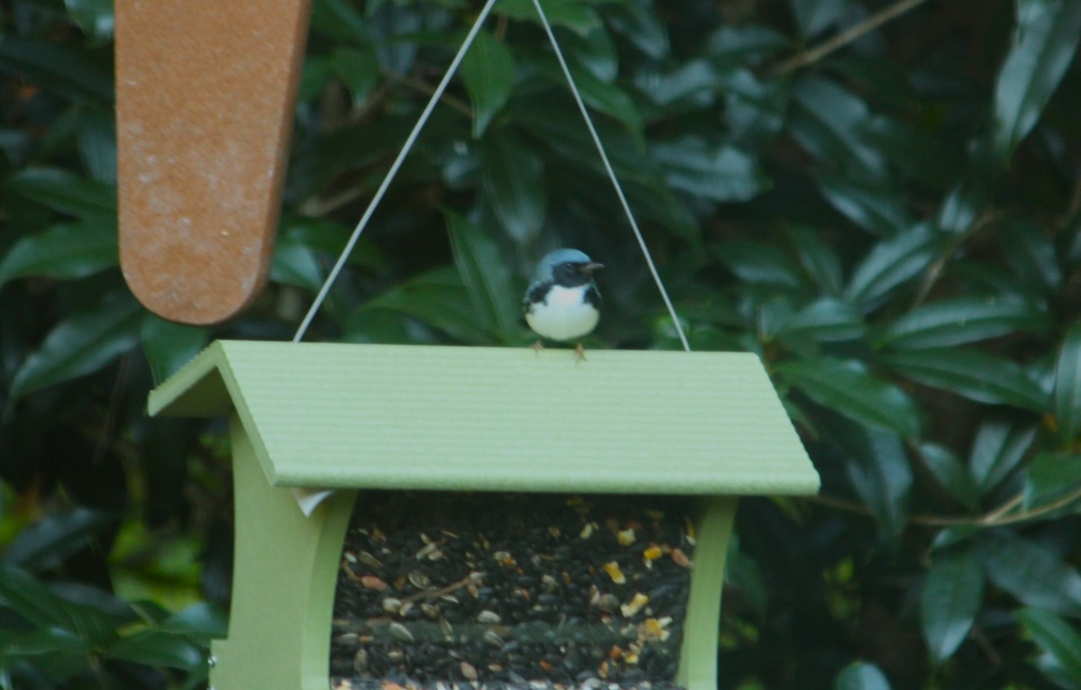 Black-throated Blue Warbler - ML643906858