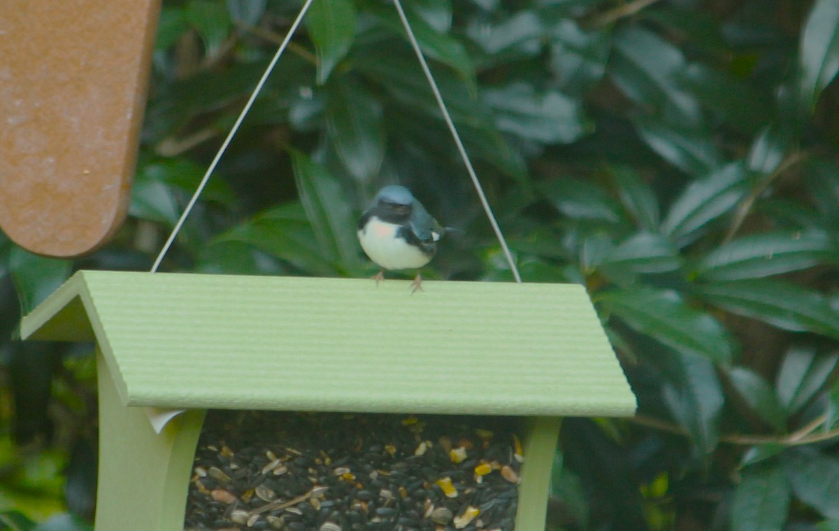 Black-throated Blue Warbler - ML643906859