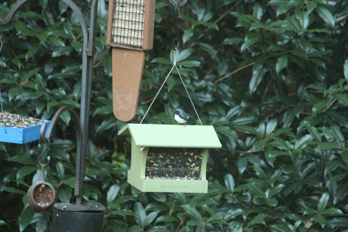 Black-throated Blue Warbler - ML643906860