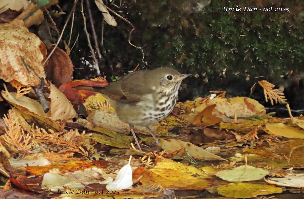 Hermit Thrush - ML643906881
