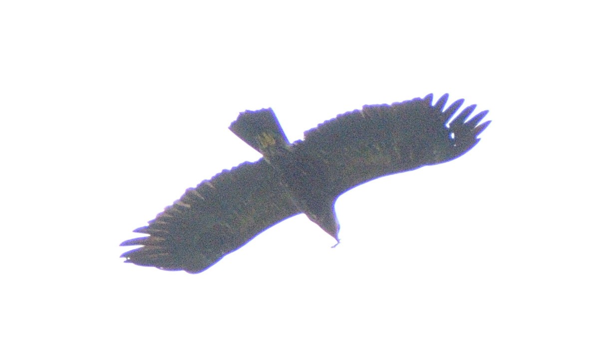 עיט חורש - ML643906884