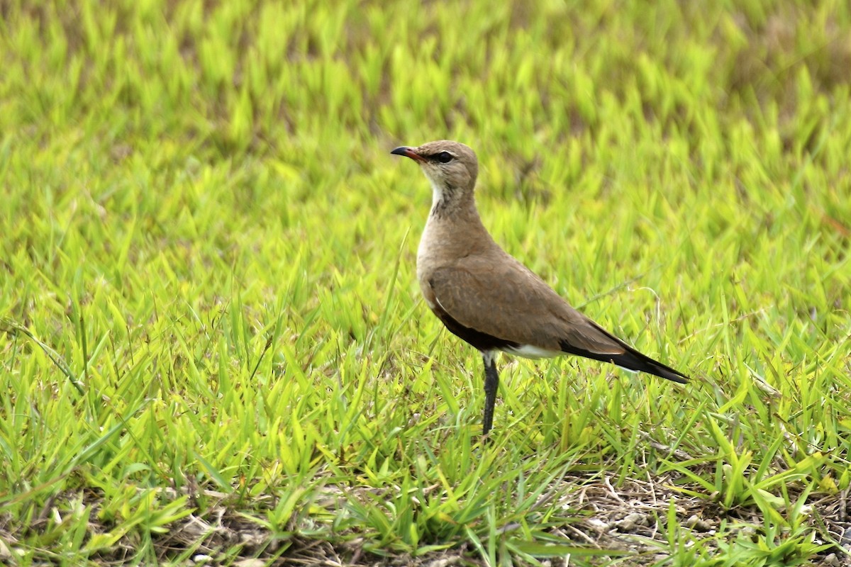 Australian Pratincole - ML643906889