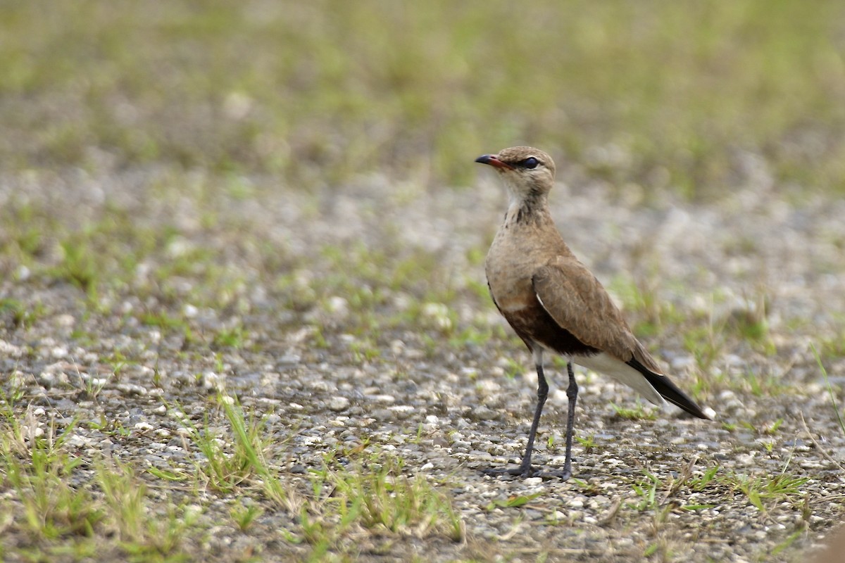 Australian Pratincole - ML643906890
