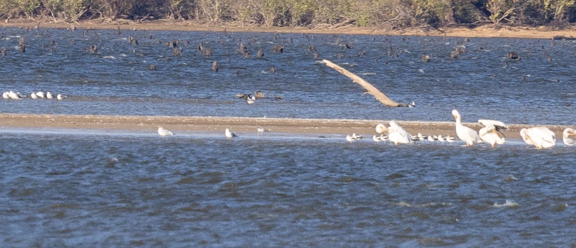 American Avocet - ML643906907