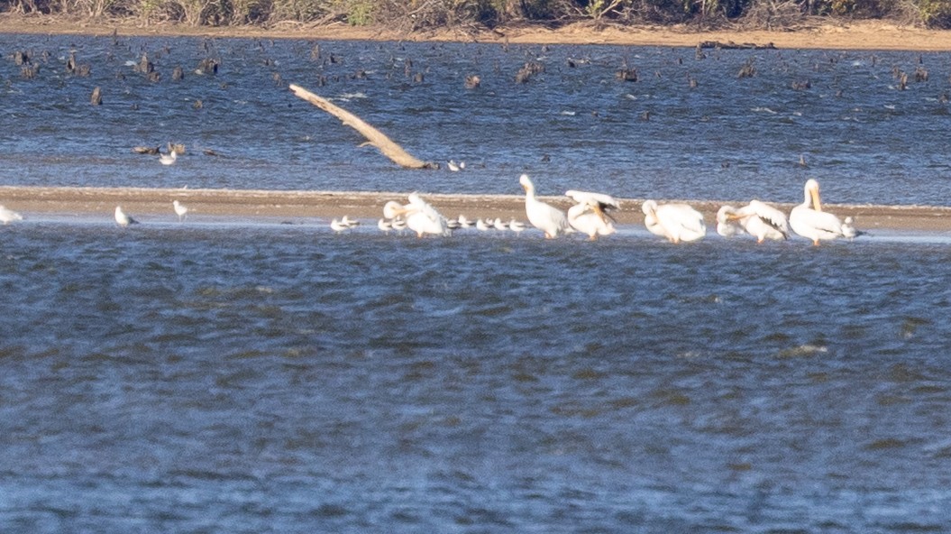 American Avocet - ML643906910