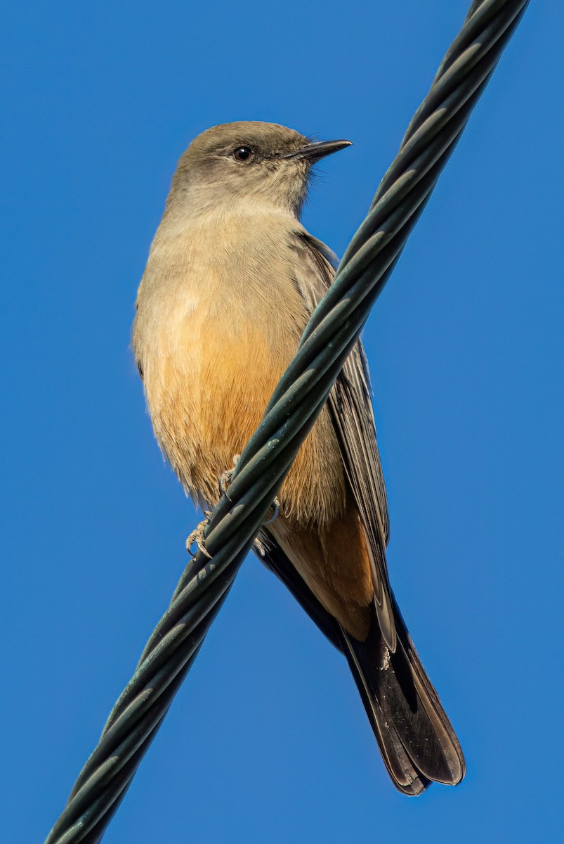Say's Phoebe - ML643906911