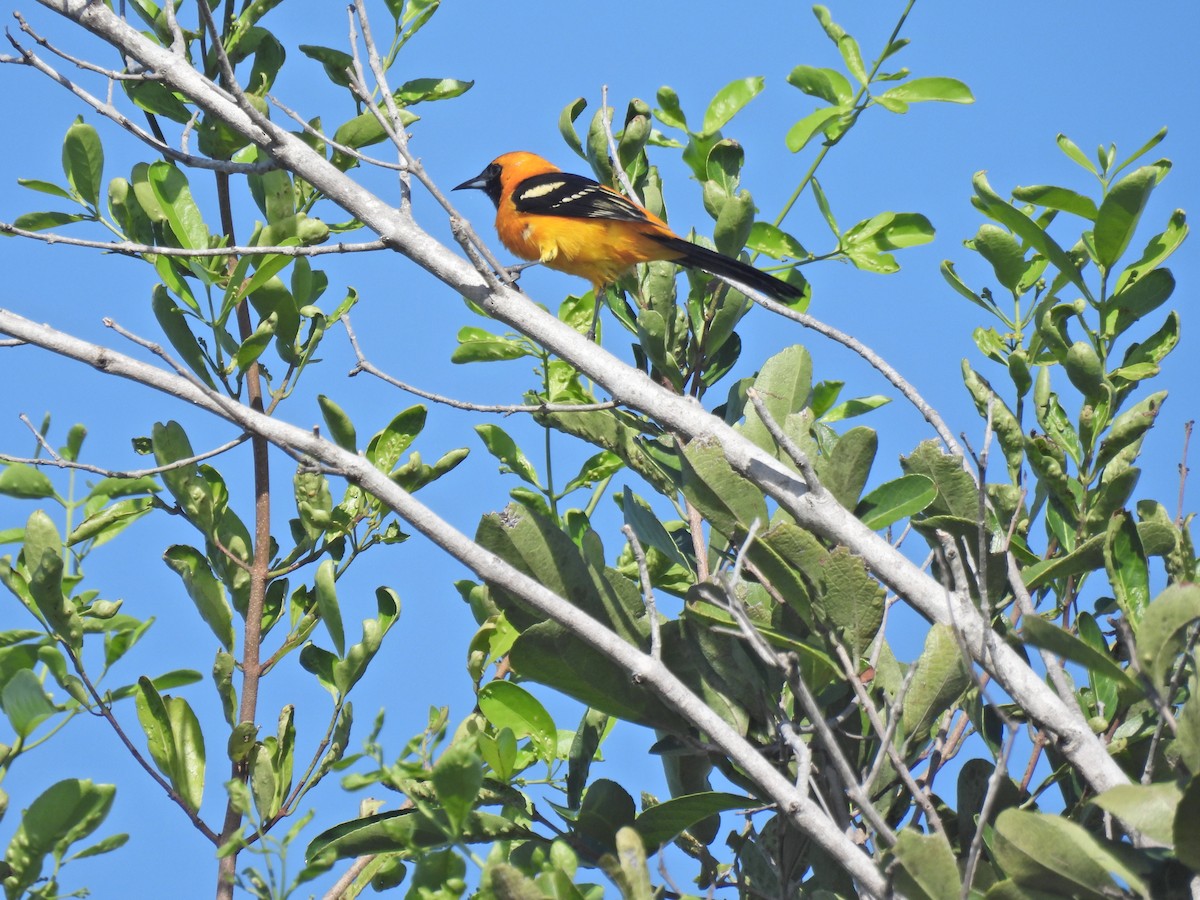 Hooded Oriole (igneus) - ML643906930