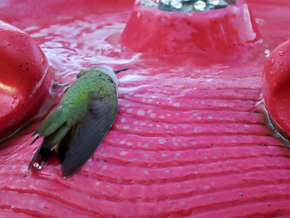 Broad-tailed Hummingbird - ML643906932