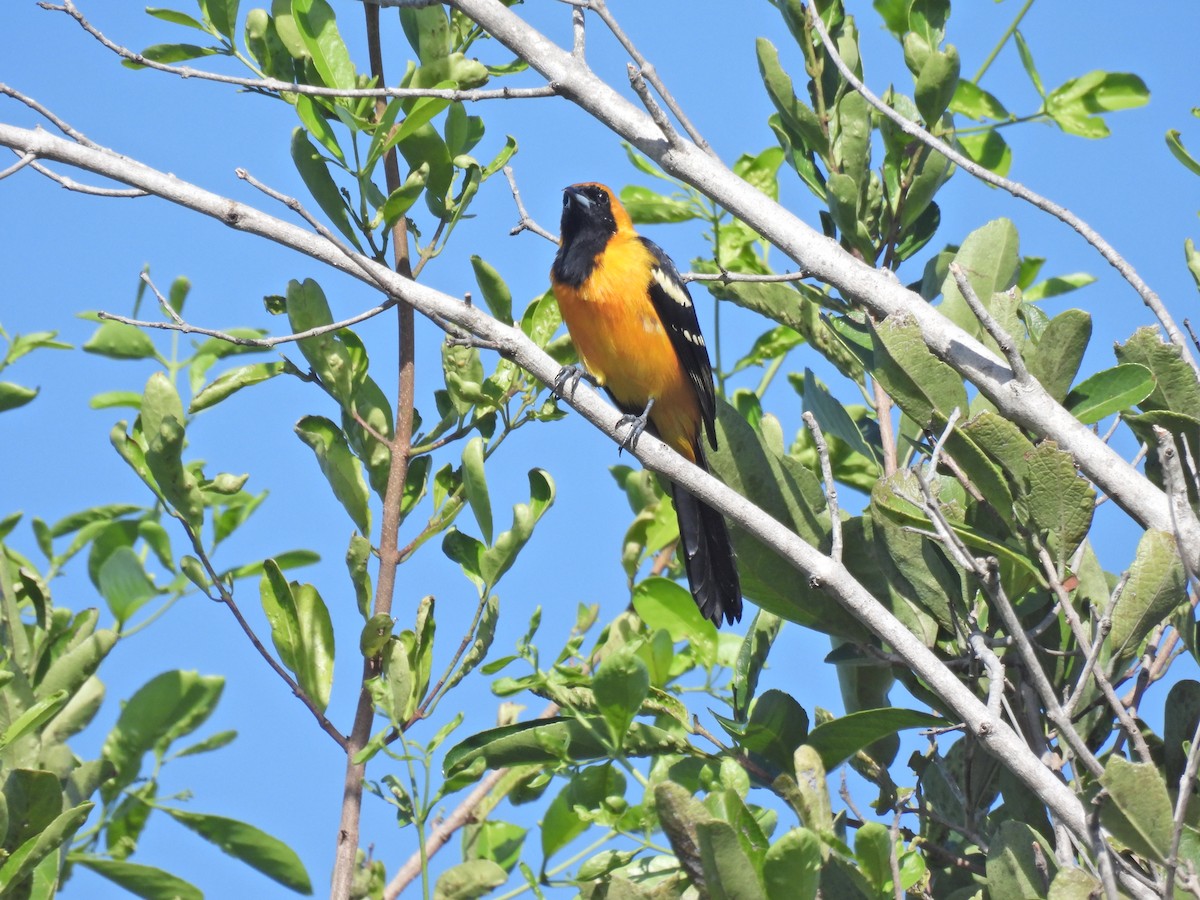 Hooded Oriole (igneus) - ML643906933