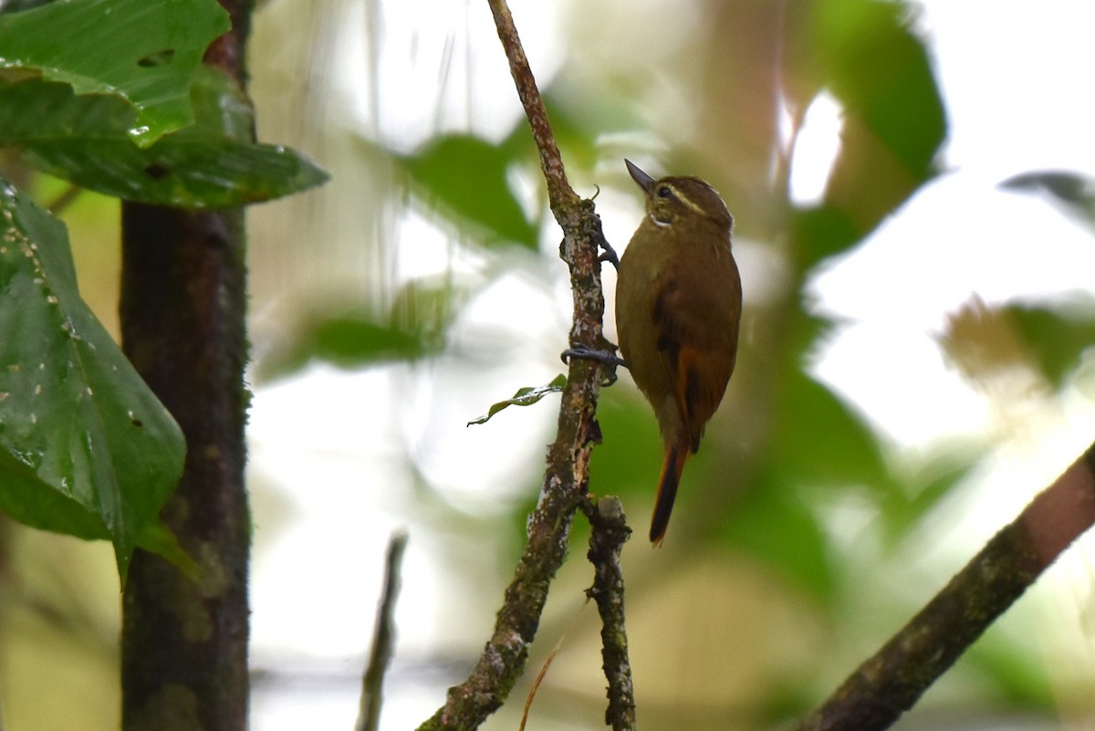 Northern Plain-Xenops - ML643906934