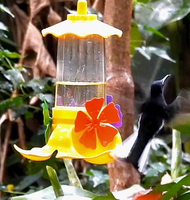 Black Jacobin - ML643906936