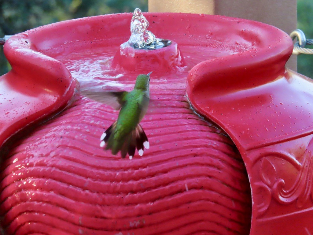 Broad-tailed Hummingbird - ML643906942