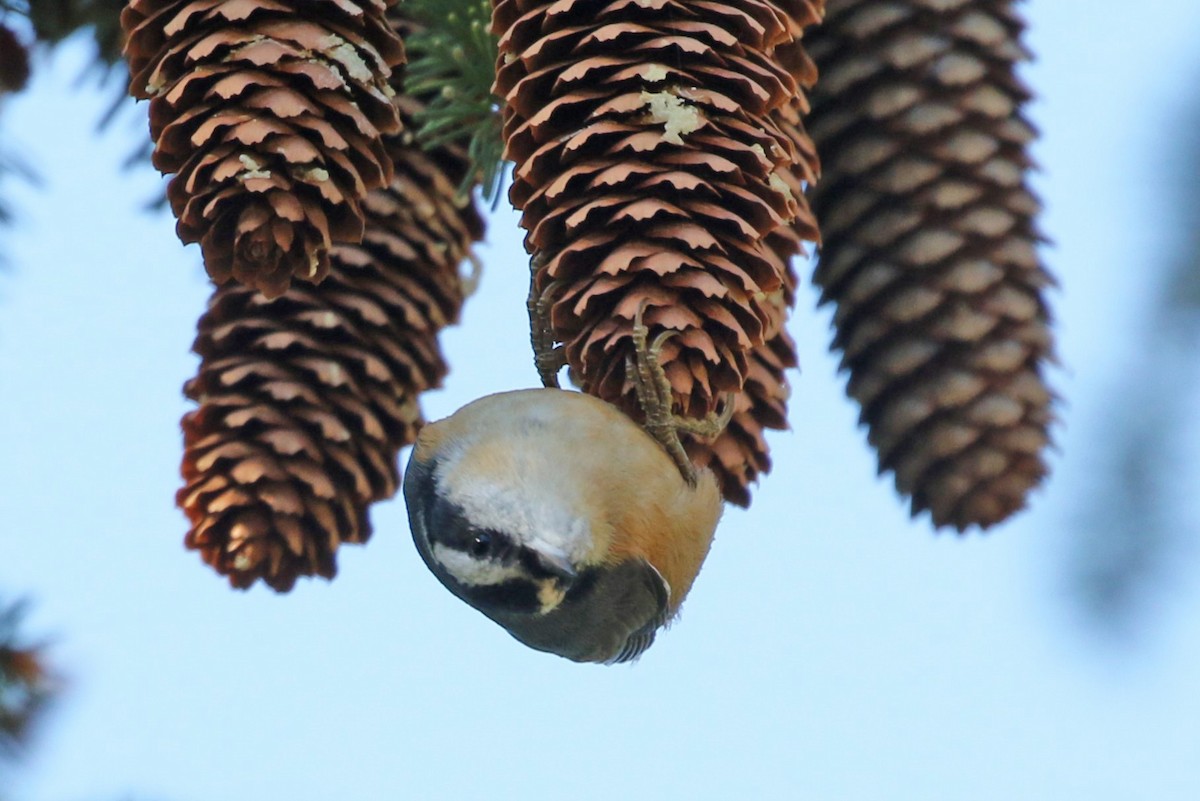 Red-breasted Nuthatch - ML643906946