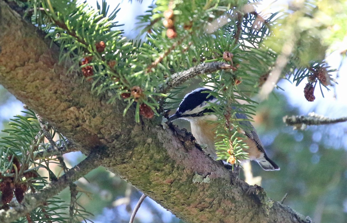 Red-breasted Nuthatch - ML643906947