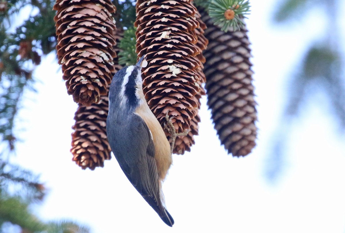 Red-breasted Nuthatch - ML643906948