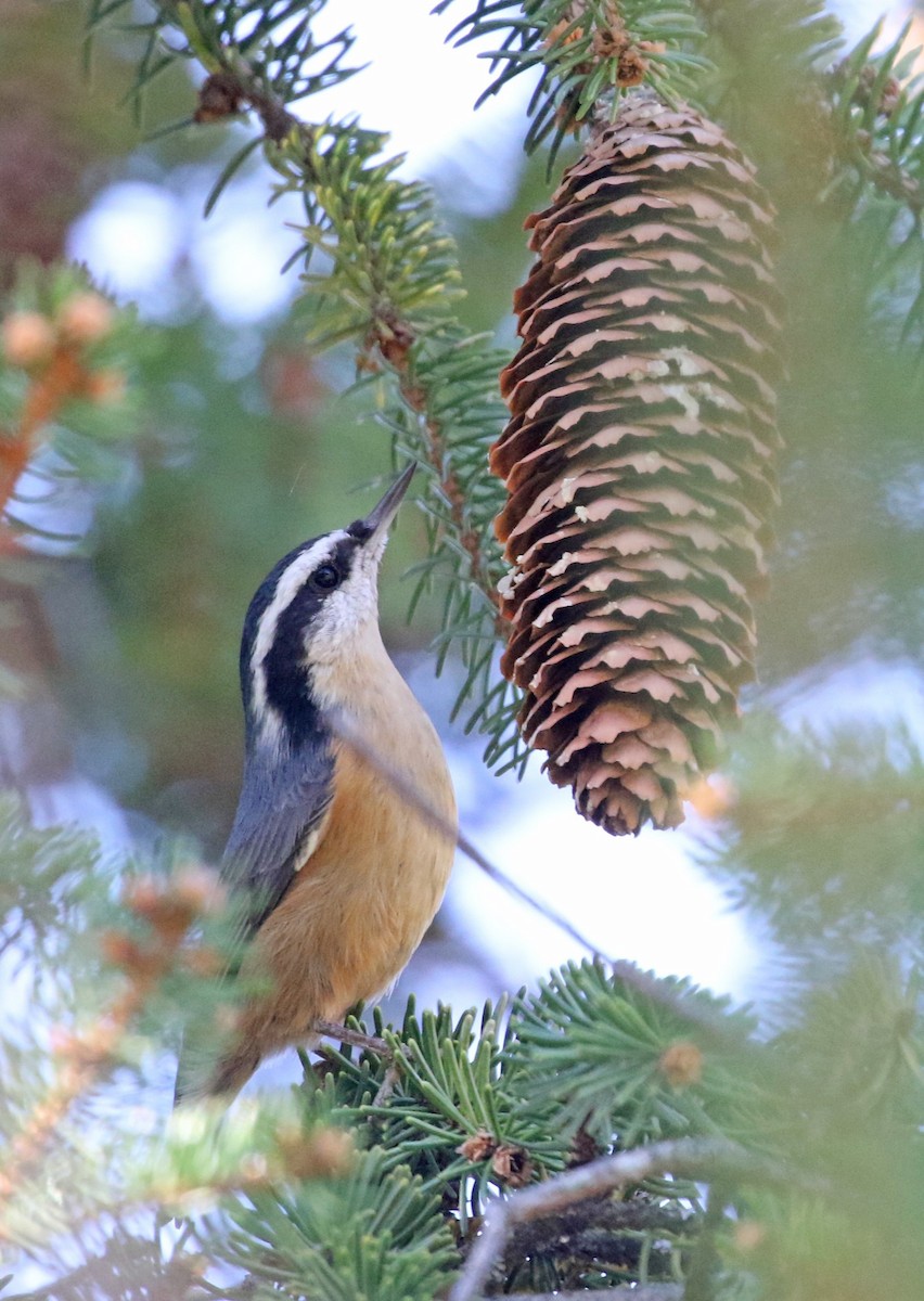 Red-breasted Nuthatch - ML643906949