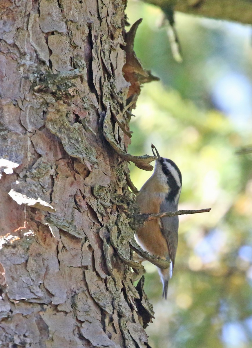 Red-breasted Nuthatch - ML643906951