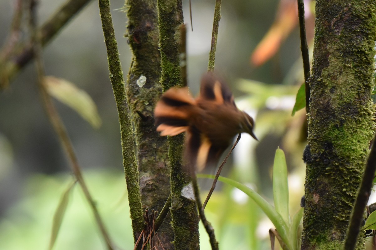 Northern Plain-Xenops - ML643906953