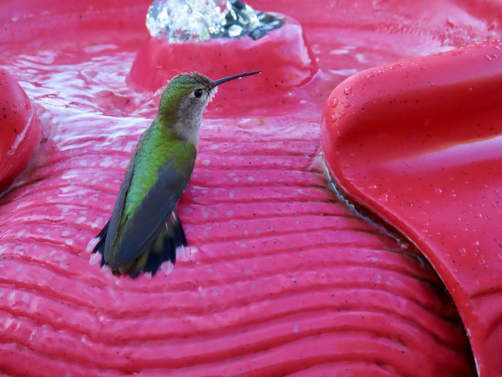 Broad-tailed Hummingbird - ML643906955