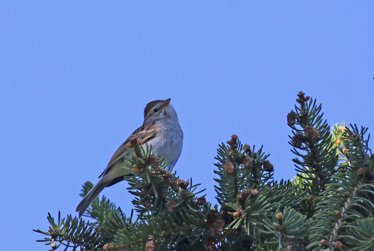 Chipping Sparrow - ML643906966