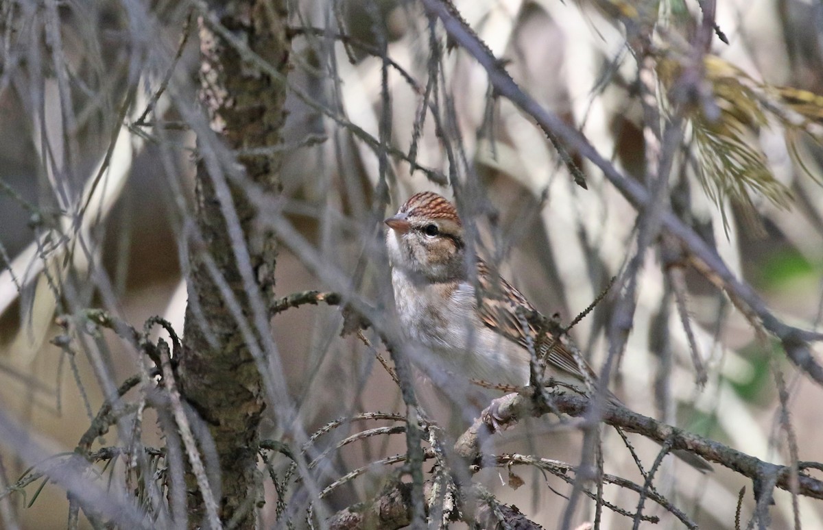 Chipping Sparrow - ML643906967