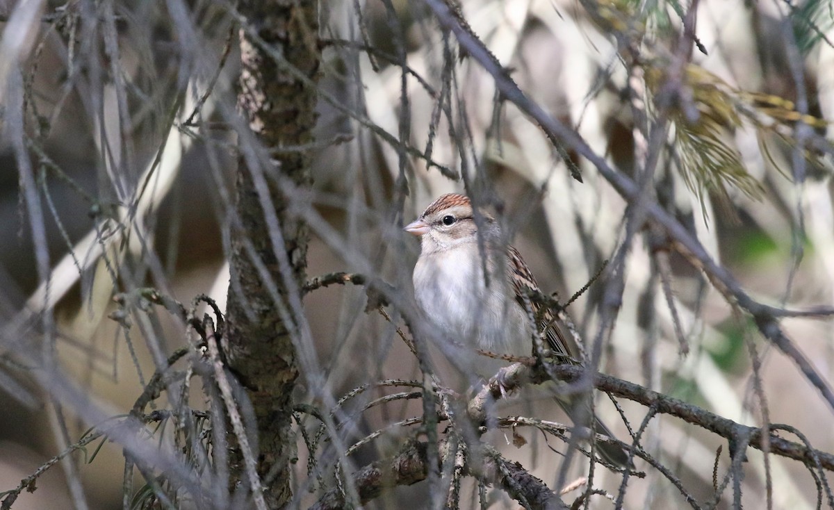 Chipping Sparrow - ML643906968