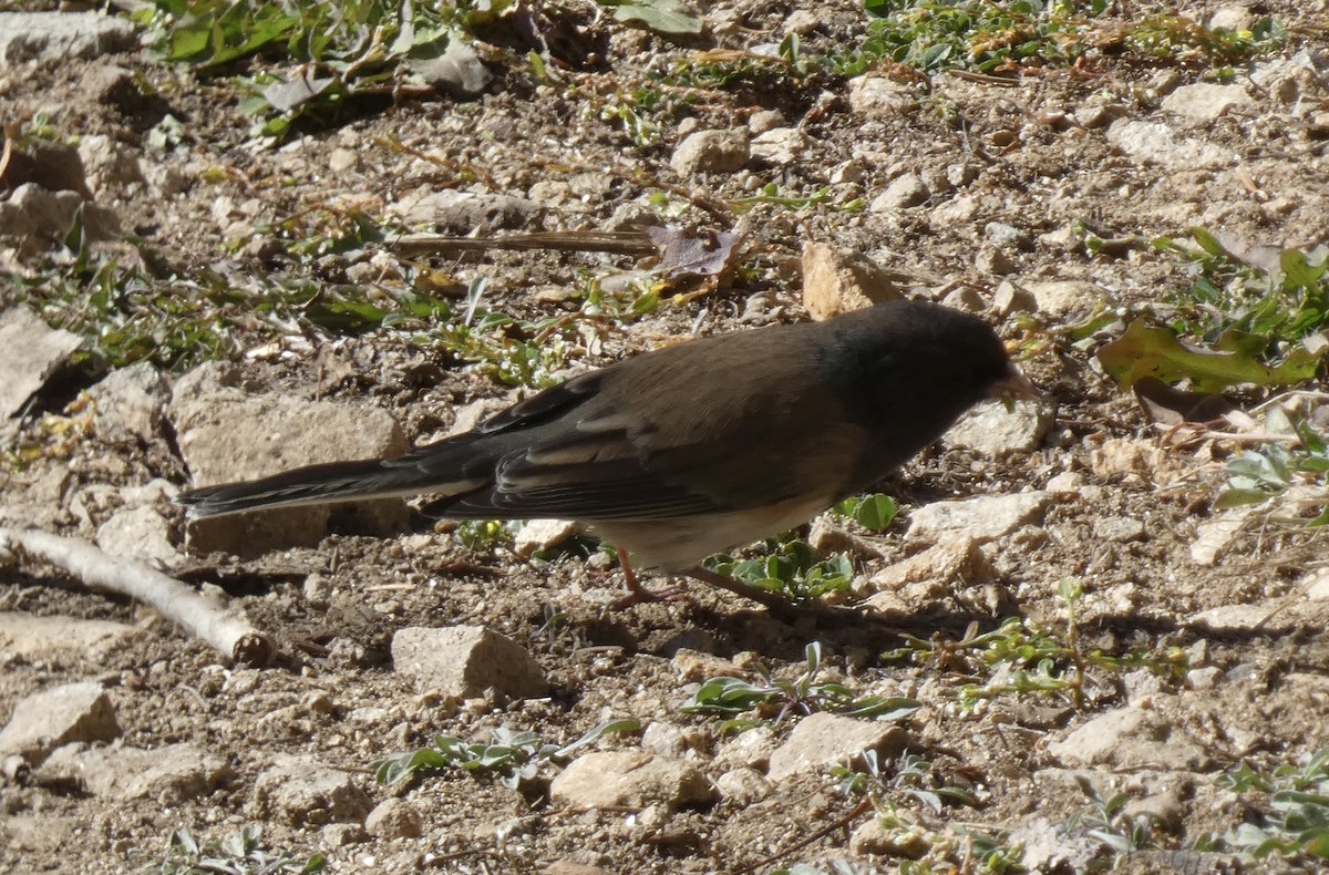 vinterjunko (oreganus gr.) - ML643906974