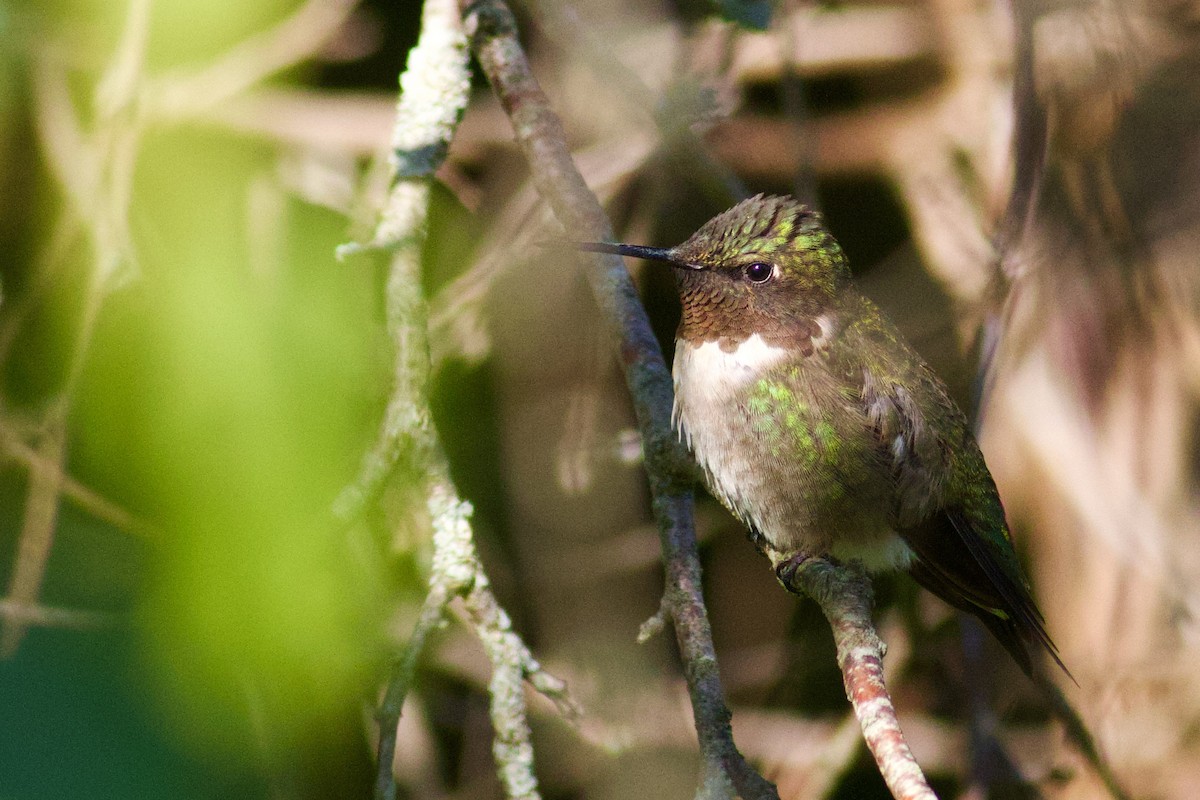 Colibri à gorge rubis - ML643906979