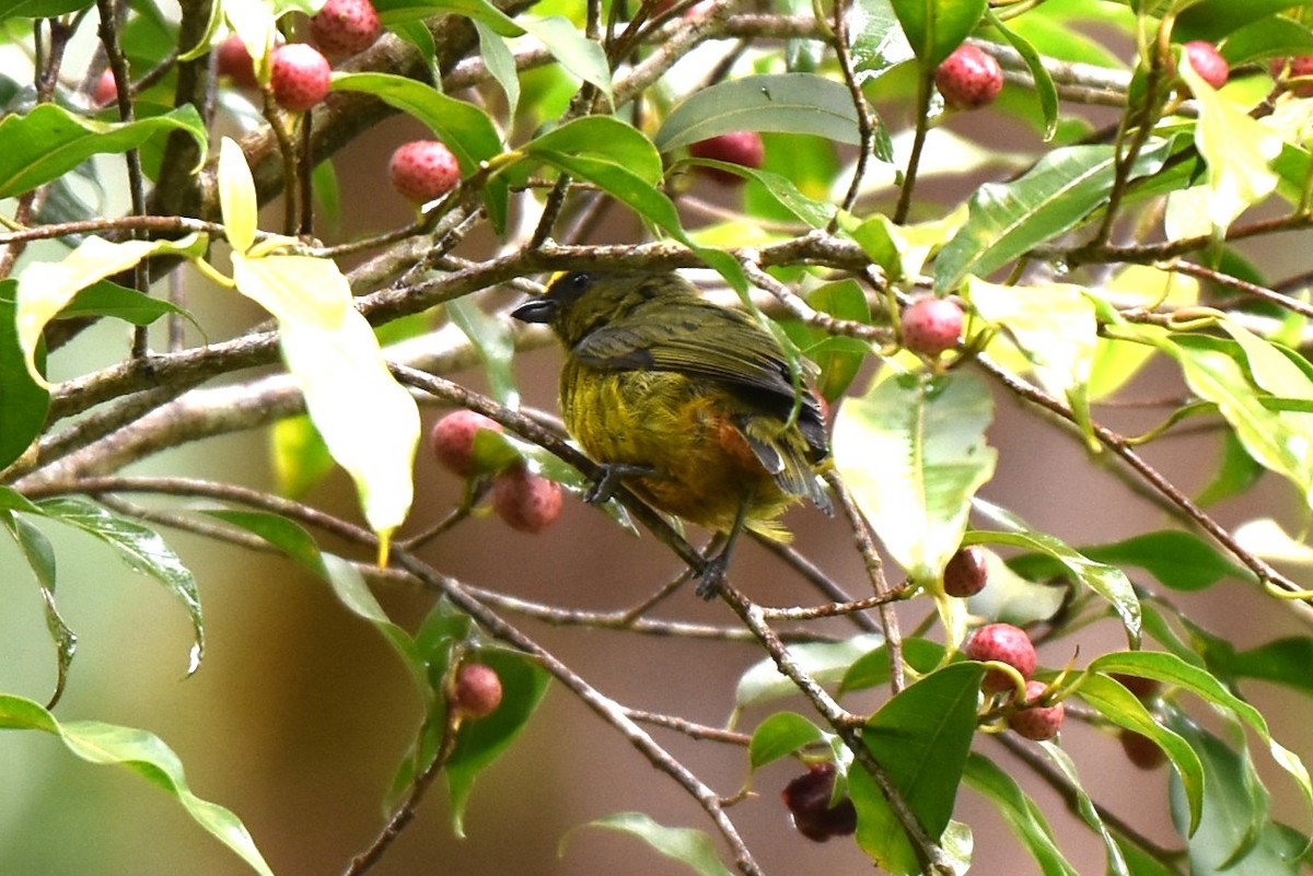 Olive-backed Euphonia - ML643906992