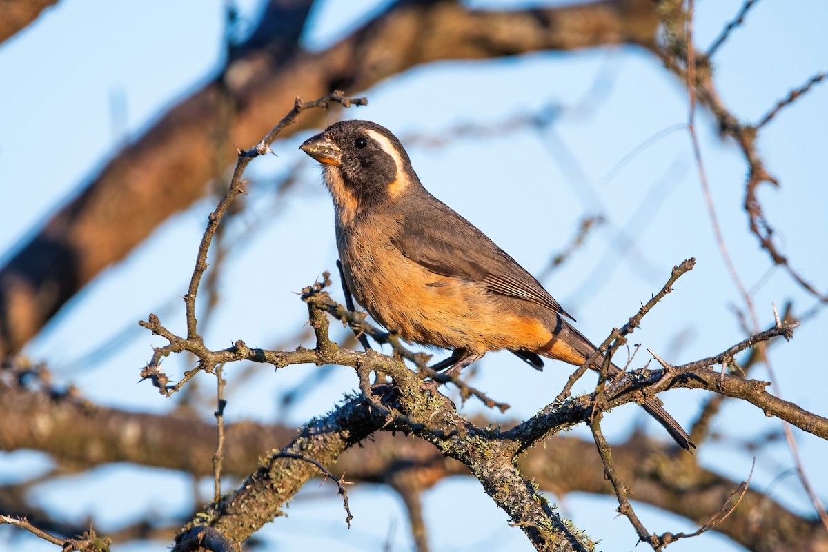 Golden-billed Saltator - ML643906994