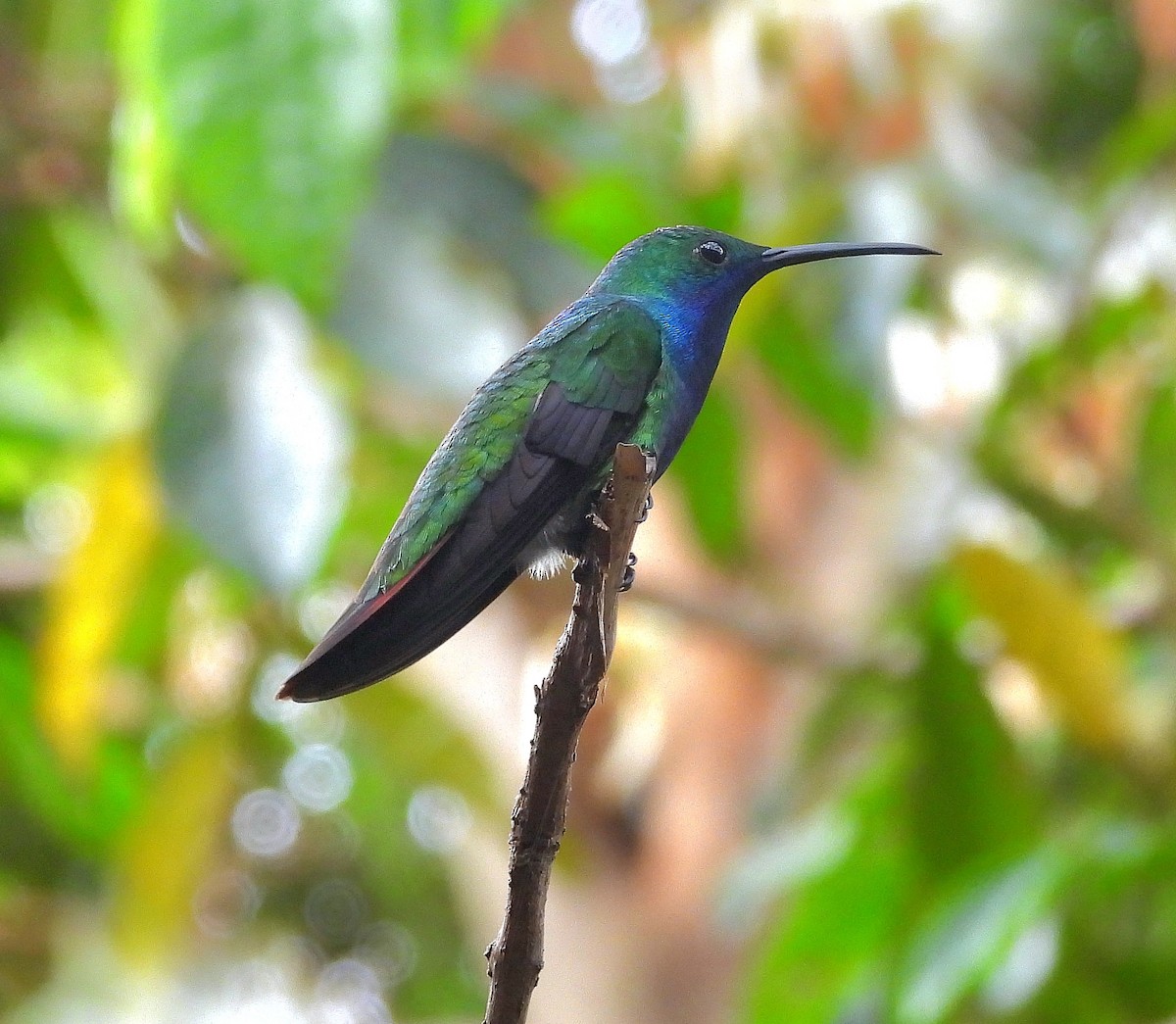 Black-throated Mango - ML643906999