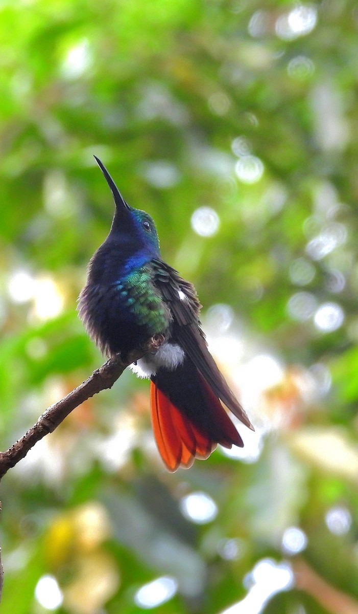 Black-throated Mango - ML643907001