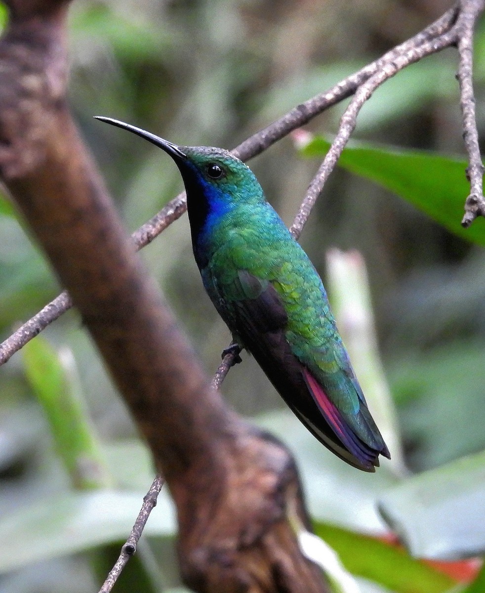 Black-throated Mango - ML643907002