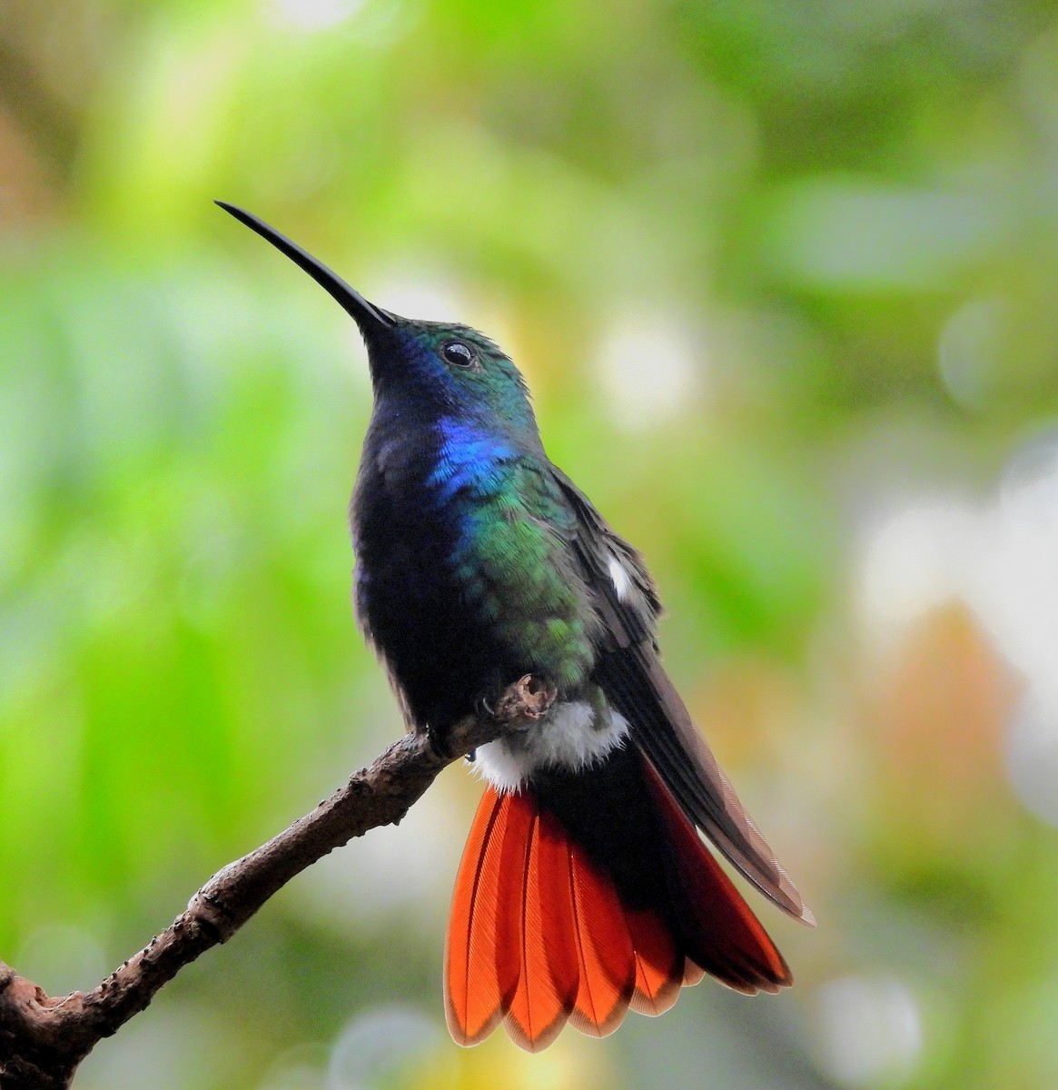 Black-throated Mango - ML643907003