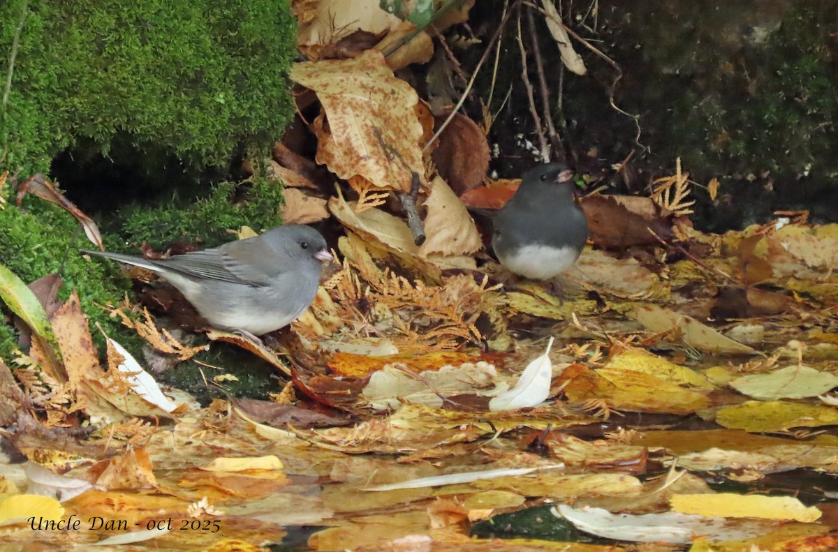 Dark-eyed Junco - ML643907008