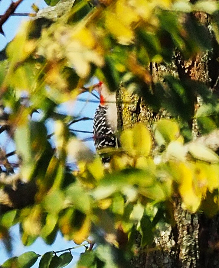 Red-bellied Woodpecker - ML643907012
