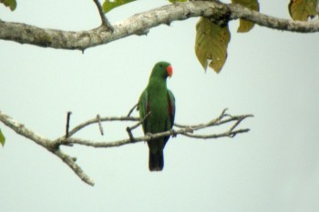 Papuan Eclectus - ML643907014