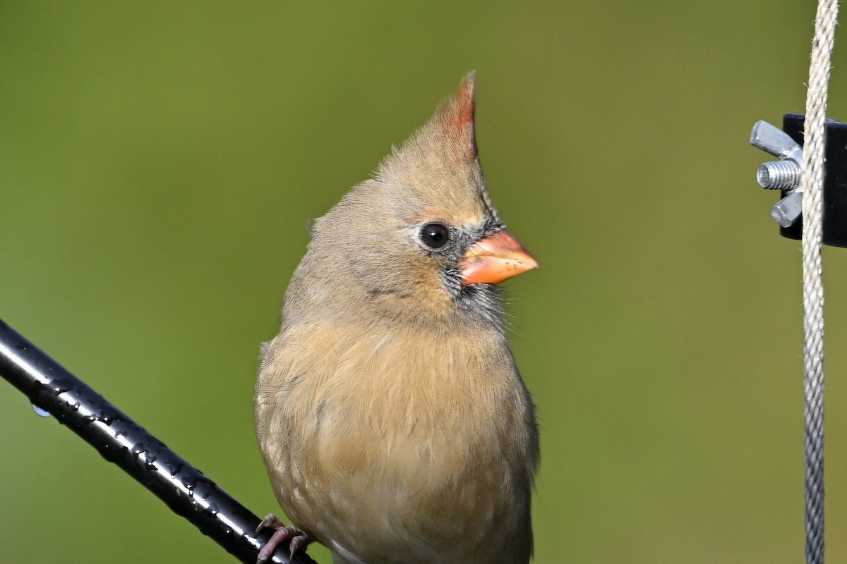 Northern Cardinal - ML643907017