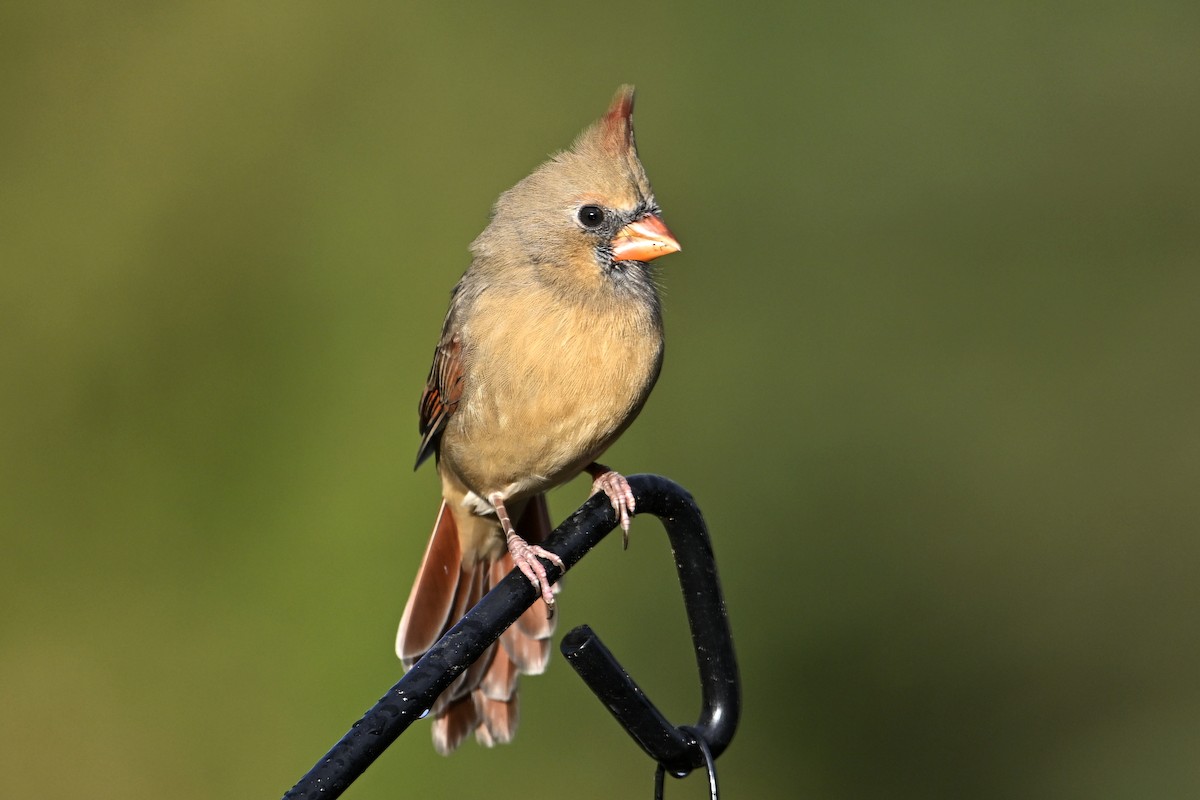 Northern Cardinal - ML643907023